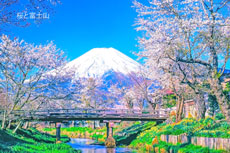 20050424-oshino4518002m