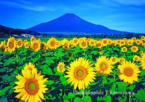 20080815-hananomiyako456990~WM