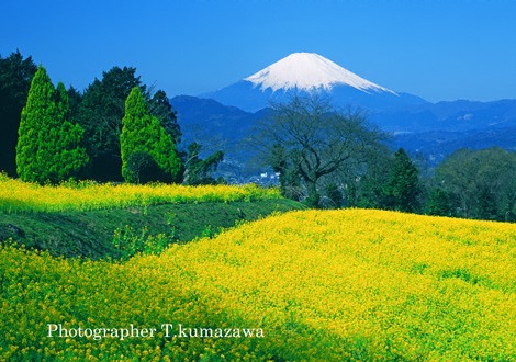 20100322-shinokubo45240~WM