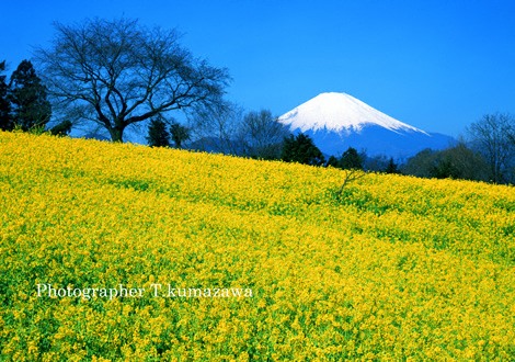 20100322-shinokubo45241~WM