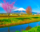 20140427-oshinomurs0978m