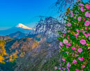 20180325-izu_katsuragiyama036m