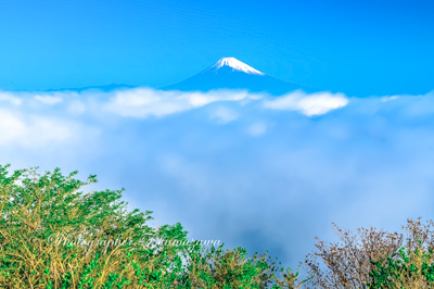 20180422-izu_kurodake0225