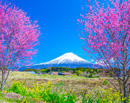 20210314-fujinomiya3929m