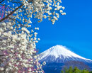 20210314-fujinomiyashi1262m