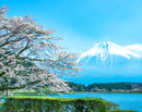 20220409-fujinomiya_tanukiko6962m