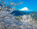 20230401-otsukishi_oiseyama3984m