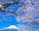 20230409-oshinomura4168m