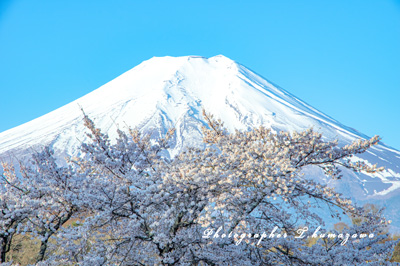 20230409-oshinomura9300