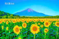 20230724-hananomiyako4621m