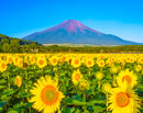 20230724-hananomiyako4626m