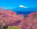 20240213-izu_ida7016m