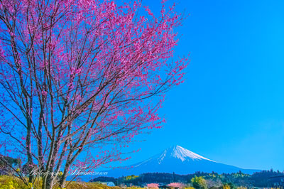 20240316-fujinomiya3671