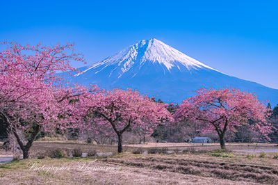 20240316-fujinomiya3771