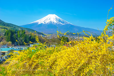 20240415-fujiyoshida_asumi7815