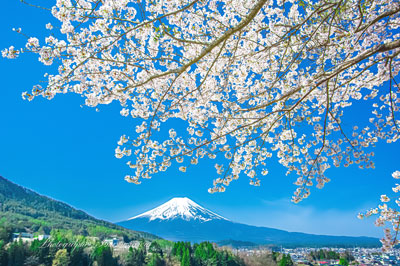 20240415-fujiyoshida_asumi7849