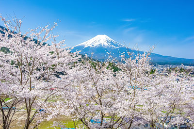 20240415-fujiyoshida_asumi7877