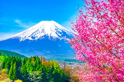 20240420-fujiyoshida_asumi8158