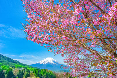 20240420-fujiyoshida_asumi8163