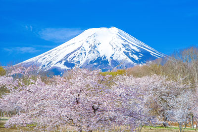 20240420-fujiyoshidashi7995