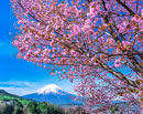 20240420-fujiyoshidashi_asumi8164m