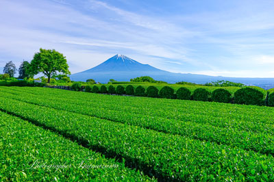 20240515-fujishi_iwamotoyama8289