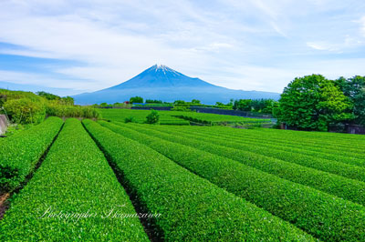 20240515-fujishi_iwamotoyama8311
