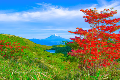 20240515-izu_kurotake3864