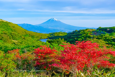 20240515-izu_kurotake3879