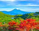 20240515-izu_kurotake3893m