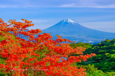 20240515-izu_kurotake3913