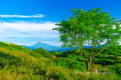20240515-izu_kurotake8268