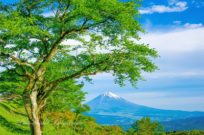 20240515-izu_kurotake8275