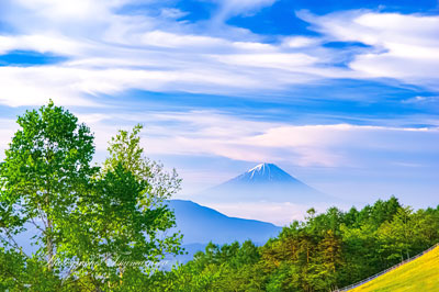 20240524-makibakoen8429
