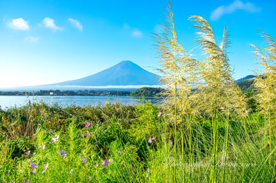 20240913-kawaguchiko4337