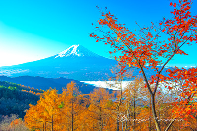 20241122-nishikawarindo8866