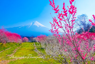 20250322-fujinomiya_hara6889
