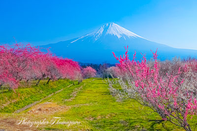 20250322-fujinomiya_hara6898
