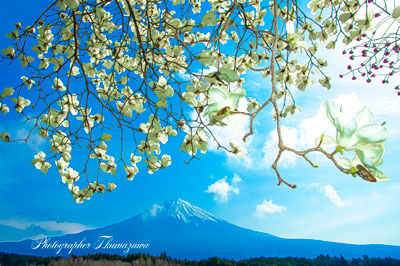 20250330-fujinomiya0797