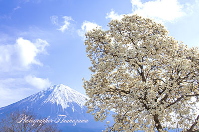 20250330-fujinomiya0806