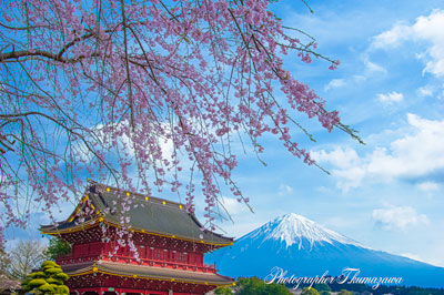 20250330-fujinomiya_taisekiji0822