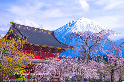20250330-fujinomiya_taisekiji0845