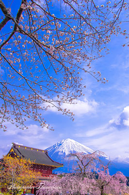 20250330-fujinomiya_taisekiji0848t