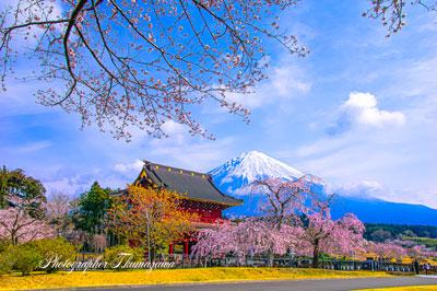 20250330-fujinomiya_taisekiji0851