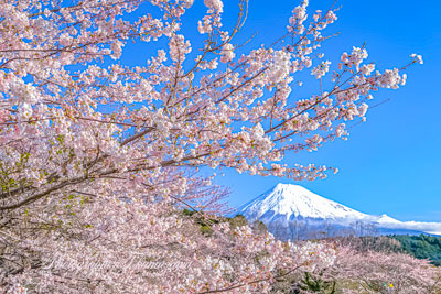 20250405-fujishi_obuchi00441