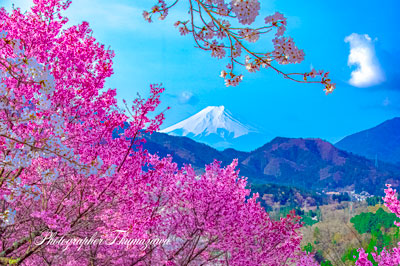 20250410-otsukishi_oiseyam1022