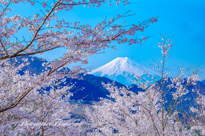 20250410-otsukishi_oiseyam1051