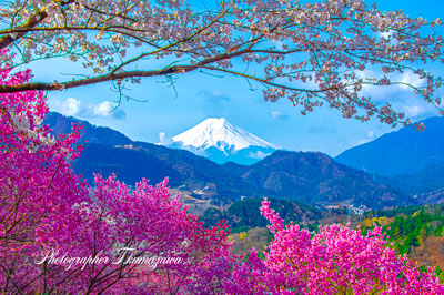 20250410-otsukishi_oiseyam1067