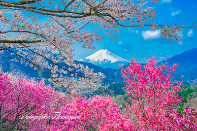 20250410-otsukishi_oiseyam1072