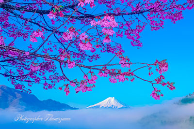 20250412-otsukishi_oiseyama02229